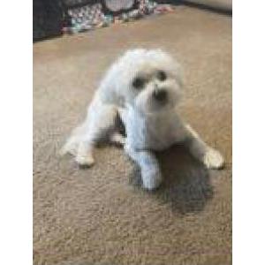 Lost Dog Milo