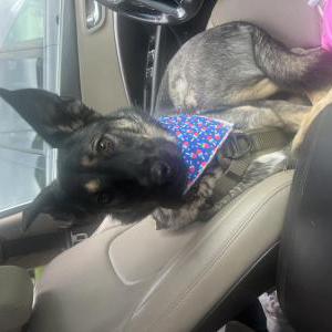 Lost Dog Ranger