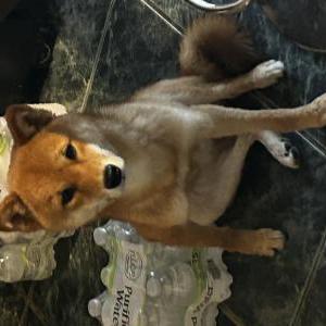 Lost Dog Emmerson/Emmy