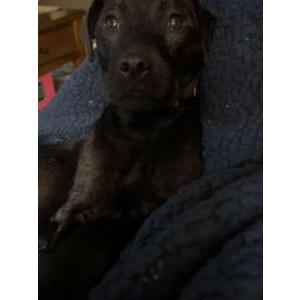 Lost Dog Cricket