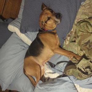 Lost Dog Milo