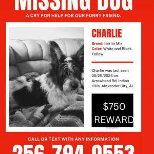 Lost Dog Charlie