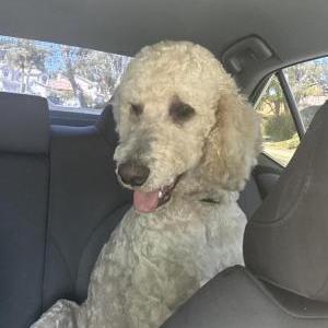 Lost Dog Monte