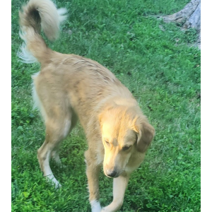 Lost Dog MAY