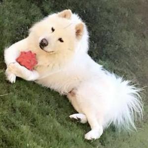 Lost Dog Coco bear