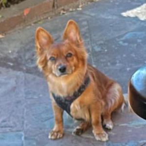 Lost Dog Brownie