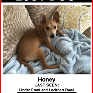 Lost Dog Honey