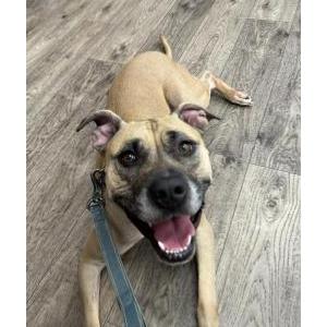 Found Dog Unknown