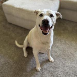 Lost Dog Lincoln