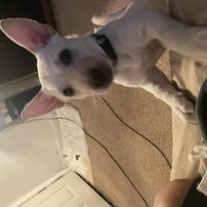 Lost Dog Loki
