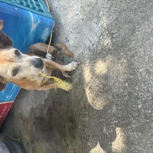 Found Dog Unknown