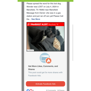 Lost Dog Wonder