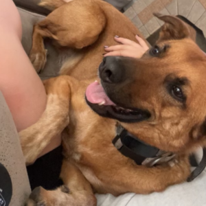 Lost Dog Remy