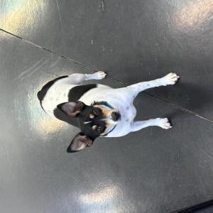 Image of Scrappy, Lost Dog