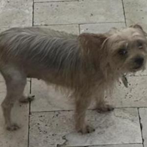 Lost Dog Chanel