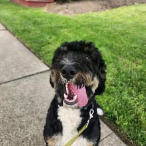 Lost Dog Charlie