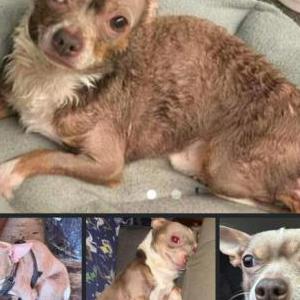 Lost Dog Rocky