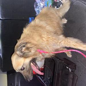 Found Dog Unkown