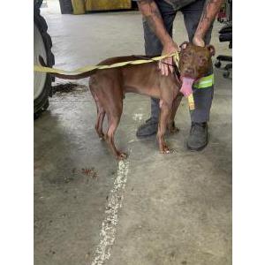 Found Dog Unknown