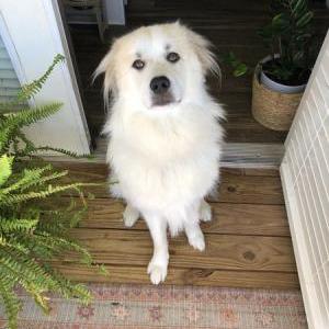 Lost Dog Moses