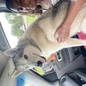 Lost Dog Roman