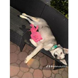Lost Dog Bella