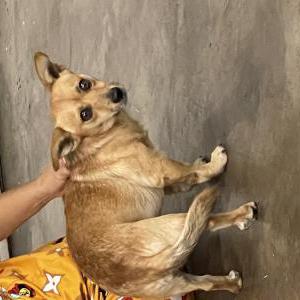 Found Dog unknown