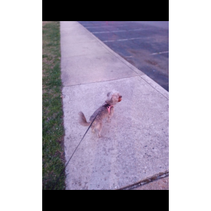 Lost Dog Kayla