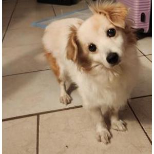 Found Dog Unknown