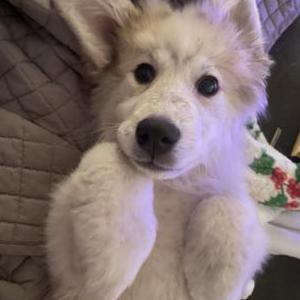 Lost Dog Skyler