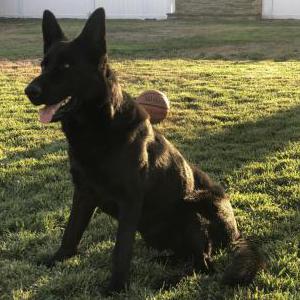 Lost Dog Pantera
