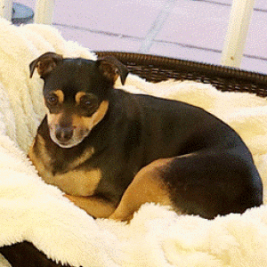 Lost Dog Augy
