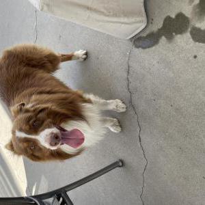 Found Dog Unknown