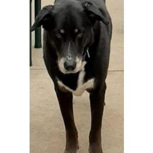 Image of Boots, Lost Dog
