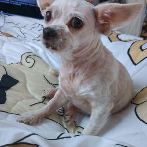Lost Dog Cotton