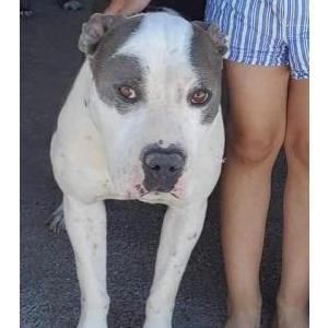 Lost Dog Roochie
