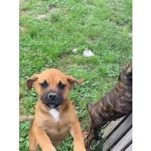 Lost Dog Max