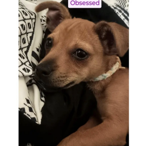 Lost Dog Romeo