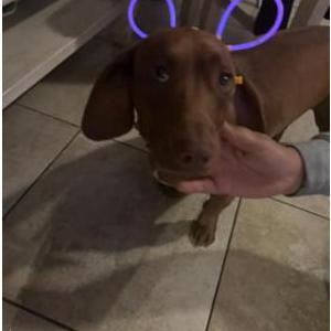 Lost Dog Bruino