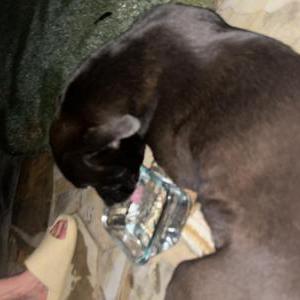 Found Dog Unknown