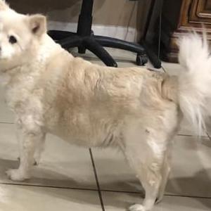 Lost Dog Gem