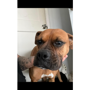 Lost Dog Nala