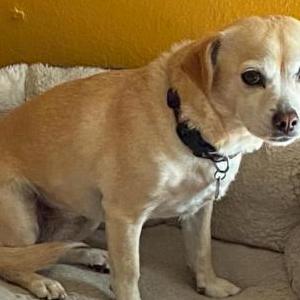 Lost Dog Nala