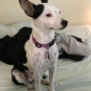Lost Dog Lucy