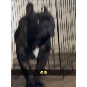Lost Dog Whisky
