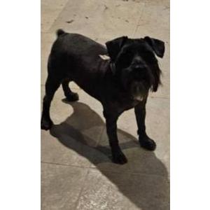 Lost Dog Sargent