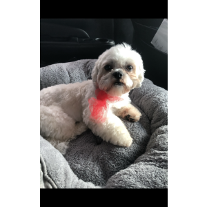 Lost Dog Temo