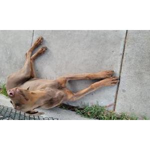 Found Dog Unknown