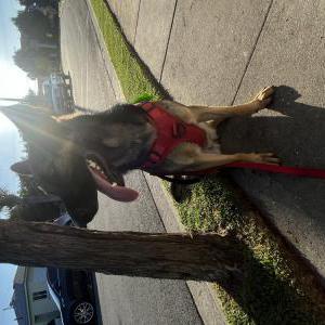 Lost Dog Lunah Damian Ventura