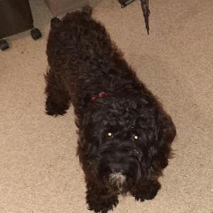 Found Dog Unknown